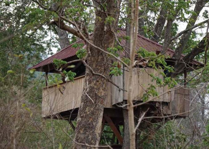 Arbre soutenant une cabane en bois avec balcon et toit rouge