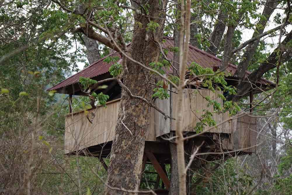 Arbre soutenant une cabane en bois avec balcon et toit rouge